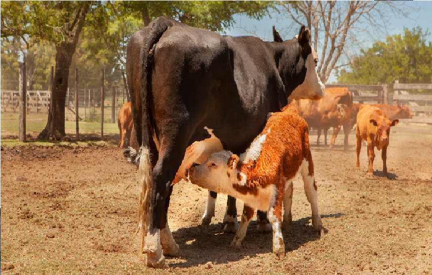 Se inició la segunda campaña de vacunación contra la Fiebre aftosa y Brucelosis bovina