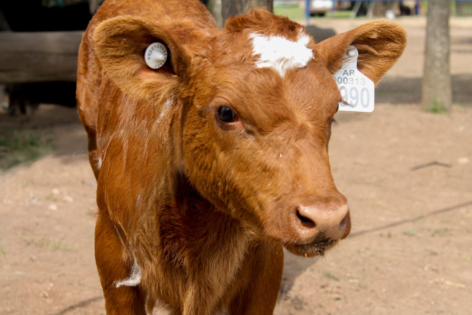Sistema de Identificación Electrónica de Animales