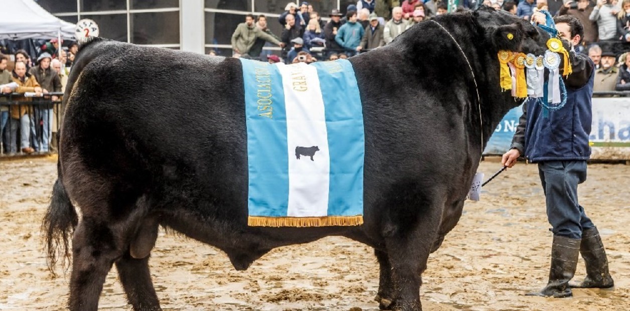 Angus llega al centenario en un gran momento de su historia institucional